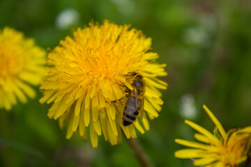 A bee collects nectar on a yellow dandelion