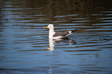 Fototapeta premium A Herring Gull on a lake in Nantwich