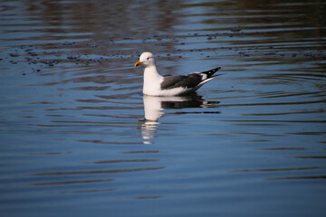 A Herring Gull on a lake in Nantwich