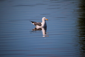 A Herring Gull on a lake in Nantwich