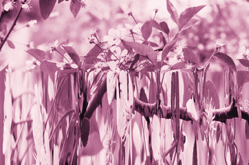 Abstract pink background with blossoming cherry branches.