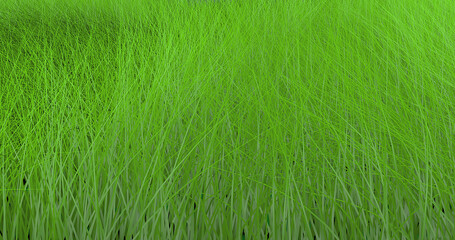 Background of green grass swaying in the wind 3D.