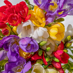 variety of colorful freesia flowers top view closeup, natural background