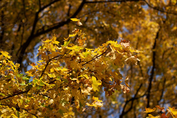 Les feuilles jaunes dorées  des arbres avec le ciel bleu par une magnifique journée avec du soleil.