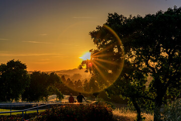 Landscape with a sun flare at sunset in Napa Valley, California, USA