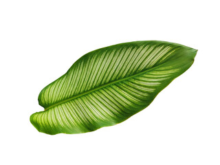 Obraz premium green leaf isolated on white