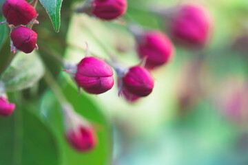 Obraz premium Pink apple buds before abundant flowering. The background is blurred. Place for the inscription. The concept of spring and flowering gardens