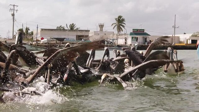 Slow motion of group of Pelican birds trying to cath a fish.