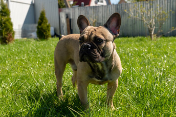 Adorable brown frenc bulldog on a backyard enjoing summer sunny day.