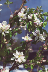 Mahr flowers on a spring flowering apple tree. close-up. Gardens and nature. film effect. Place for text, copyspace