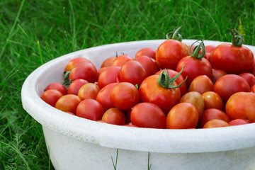 Bowl filled with tomatoes on the background of a lawn