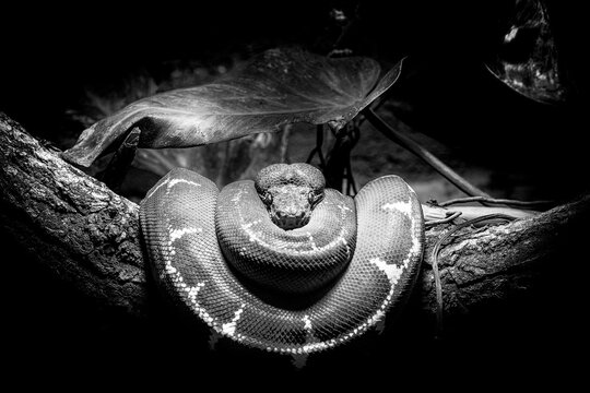 Serpent ratier des mangroves