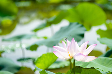 Obraz premium ハスの花