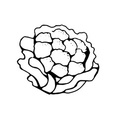 cauliflower, black outline drawn by pen