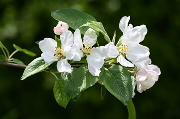 Weiß-rosa Apfelblüte