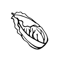 Chinese cabbage, black outline drawn by pen