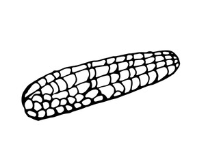 corn, black outline drawn by a pen