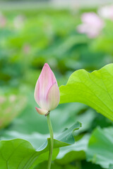 Obraz premium ハスの花のつぼみ