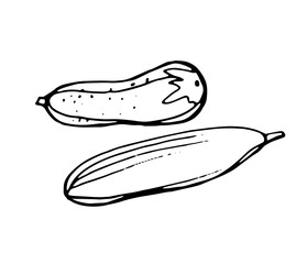 cucumber, black outline drawn by a pen