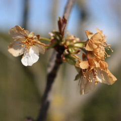 Sour cherry tree flowers on branch damaged by unespected frost on springtime. Prunus cerasus