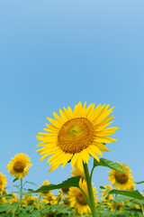 大輪のヒマワリの花