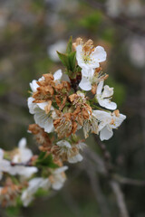 Sour cherry tree flowers on branch damaged by unespected frost on springtime. Prunus cerasus