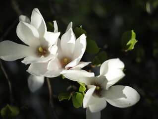 Magnolia kwiat kwitnienie - obrazy, fototapety, plakaty