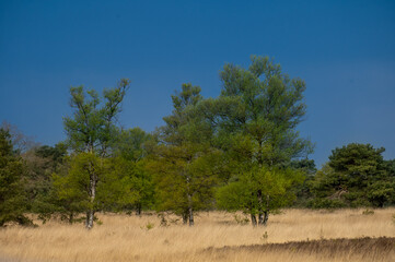 Obraz premium treescape in dutch woods 