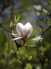 Magnolia kwiat kwitnienie