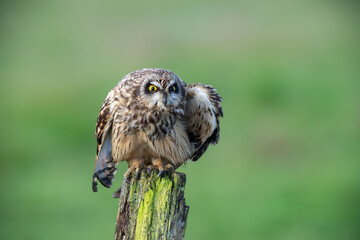 Short eared owl staring with yellow eyes while perched closeup on wooden post