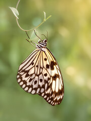 Fototapeta na wymiar Large Tree Nymph (Idea leuconoe) butterfly resting on a branch, edited in a fine art style with a warm yellow and green background