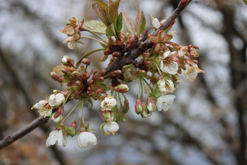 Cherry tree flowers on branch damaged by unespected frost on springtime. Prunus avium