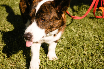 Brown corgi on a leash on green grass. Walk on a sunny day. Happy pet. Walk or dog show