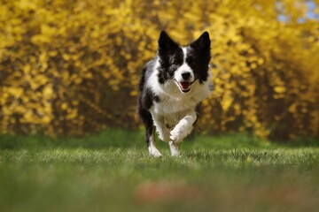 Happy Border Collie Runs in the Park during Spring. Adorable Black and White Dog being Active with Yellow Flowered Background.