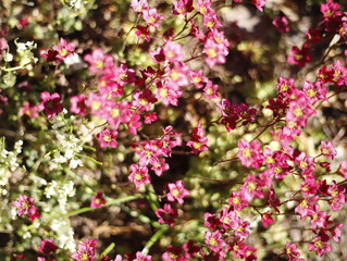 Krzew kwitnący różowy 