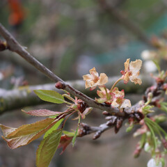 Cherry tree flowers on branch damaged by unespected frost on springtime. Prunus avium