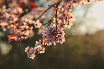 Beautiful Prunus Cerasifera during Sunset. Pink Myrobalan Plum during Spring Golden Hour.