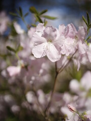 Krzew kwitnący różowy 