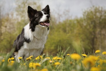 Naklejka na ściany i meble Adorable Border Collie Sits in the Dandelion Flower and Looks to the Right. Smiling Black and White Dog in Spring Meadow.