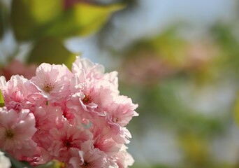 Close-up of Japanese Cherry Tree during Spring. Beautiful Pinky Prunus Serrulata in Nature.