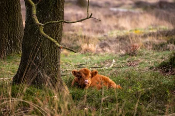 Fototapeten wild cow grazing in Groote zand in Drenthe. © Kevin