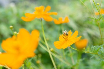 Obraz premium コスモスの花と蜂