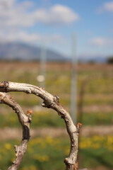 Fototapeta premium Vine plants with fresh new buds on springtime on a sunny day. Close-up of Vitis vinifera