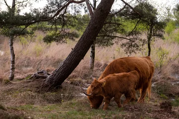 Fototapeten wild cow grazing in Groote zand in Drenthe. © Kevin