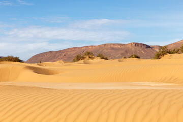 Fototapeta na wymiar Sand dunes in the Sahara Desert, Morocco