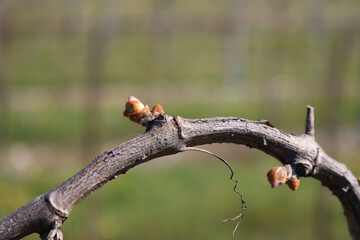 Vine plants with fresh new buds on springtime on a sunny day. Close-up of Vitis vinifera