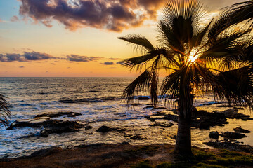 Obraz na płótnie Canvas Palm tree on a background of tropical sunset.