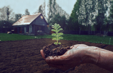 The hand holds a fresh green plant in the ground. A symbol of growing business, agriculture, environmental conservation and bank savings, all in the hands of humanity