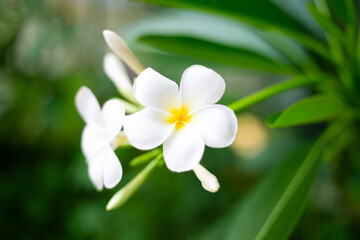 Plumeria flower with green leaves