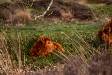 Fototapeta na wymiar wild cow grazing in Groote zand in Drenthe.